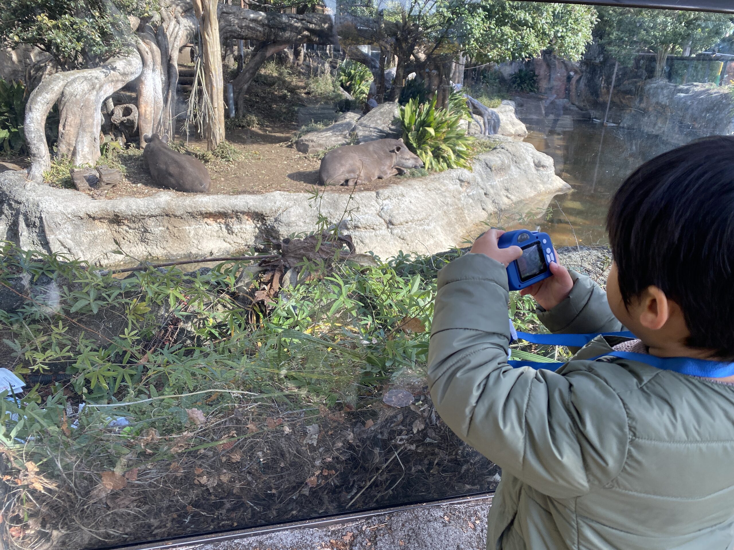 動物園でバクを撮影するお子さま